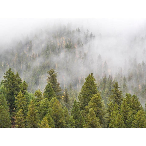 Wyoming-Hoback-clouds intermingling with evergreens on rainy morning Black Modern Wood Framed Art Print by Gulin, Sylvia