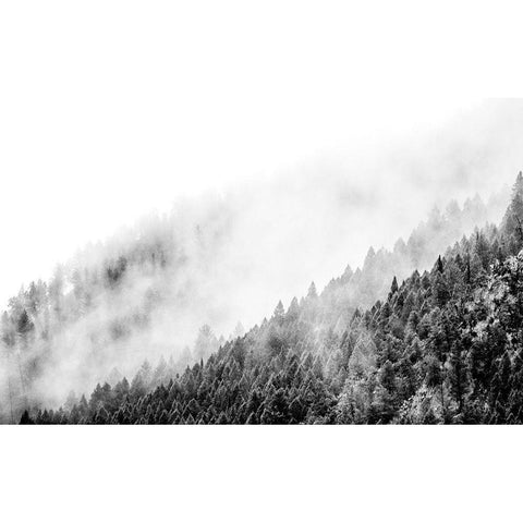Wyoming-Hoback-clouds intermingling with evergreens on rainy morning in black and white Black Modern Wood Framed Art Print by Gulin, Sylvia