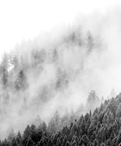 Wyoming-Hoback-clouds intermingling with evergreens on rainy morning in black and white White Modern Wood Framed Art Print with Double Matting by Gulin, Sylvia