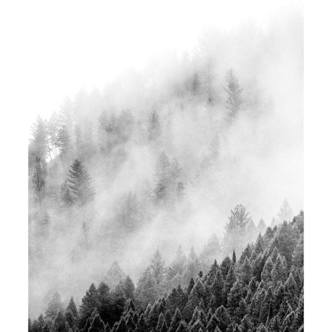 Wyoming-Hoback-clouds intermingling with evergreens on rainy morning in black and white Black Modern Wood Framed Art Print by Gulin, Sylvia