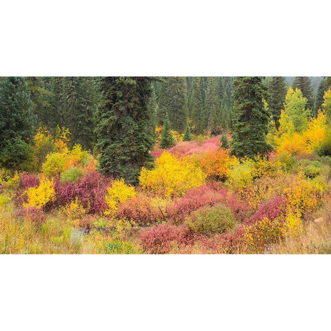 Wyoming-Hoback fall colors along Highway 89 with Dogwood-Willow-Evergreens-Aspens Black Modern Wood Framed Art Print by Gulin, Sylvia