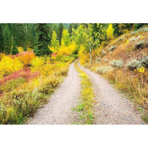 Wyoming-Hoback fall colors along Highway 89 and gravel road-with Dogwood-Willow-Evergreens-Aspens Black Modern Wood Framed Art Print by Gulin, Sylvia