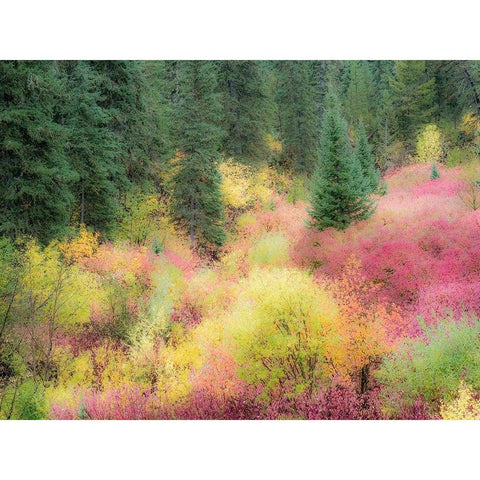 Wyoming-Hoback fall colors along Highway 89 with Dogwood-Willow-Evergreens-Aspens White Modern Wood Framed Art Print by Gulin, Sylvia