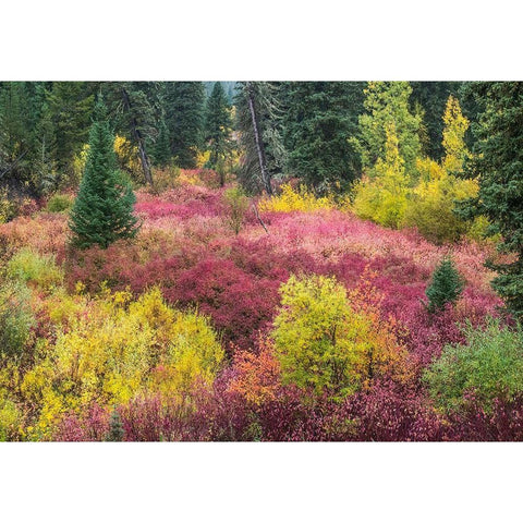 Wyoming-Hoback fall colors along Highway 89 with Dogwood-Willow-Evergreens-Aspens Black Modern Wood Framed Art Print by Gulin, Sylvia