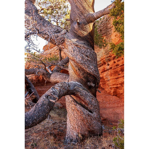 USA-Wyoming-Gnarled and twisted pine tree Black Modern Wood Framed Art Print by Haseltine, Tom