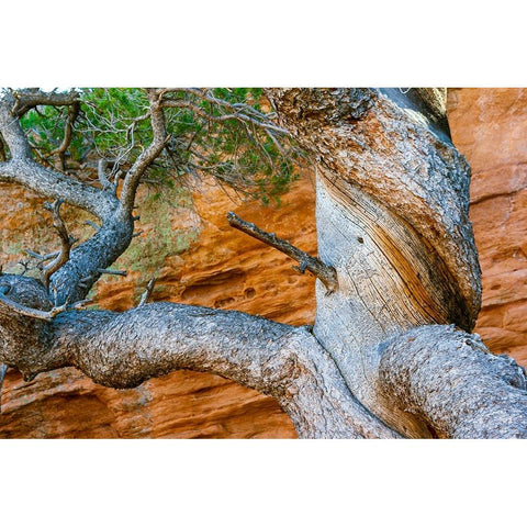 USA-Wyoming-Gnarled and twisted pine tree White Modern Wood Framed Art Print by Haseltine, Tom