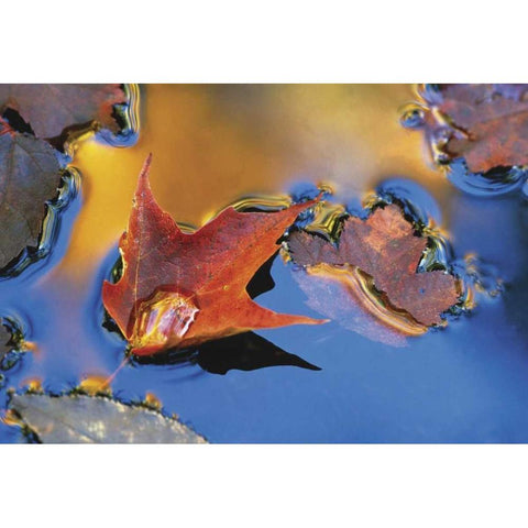 Northeast, Maple Leaf Floating Down Stream Black Modern Wood Framed Art Print by Rotenberg, Nancy