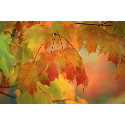 USA, Northeast, Maple Leaves in Rain Black Modern Wood Framed Art Print by Rotenberg, Nancy