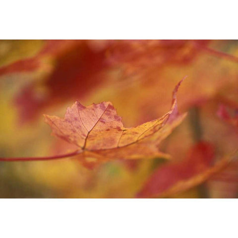 USA, Northeast, Red Maple Leaf in Fall Gold Ornate Wood Framed Art Print with Double Matting by Rotenberg, Nancy