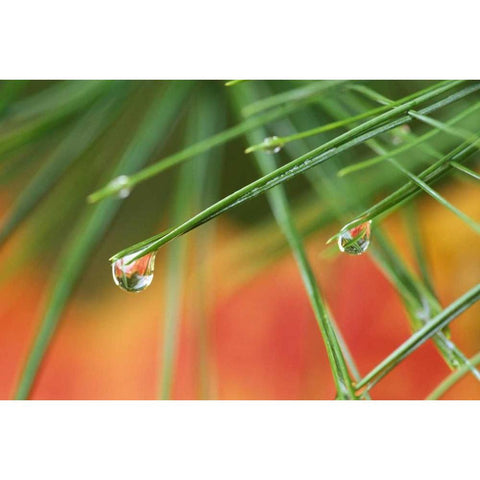 Northeast, Pine tree needles with waterdrop Black Modern Wood Framed Art Print by Rotenberg, Nancy