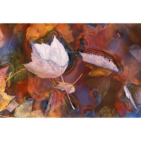 Northeast, Fall leaves in puddle with reflections Black Modern Wood Framed Art Print with Double Matting by Rotenberg, Nancy