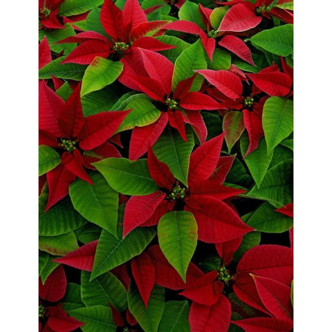 USA, Red poinsettia flowers with green leaves Black Modern Wood Framed Art Print by Terrill, Steve