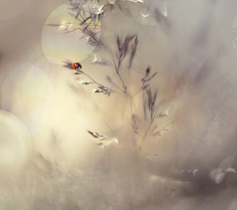 Little Lady White Modern Wood Framed Art Print with Double Matting by Westum, Heidi