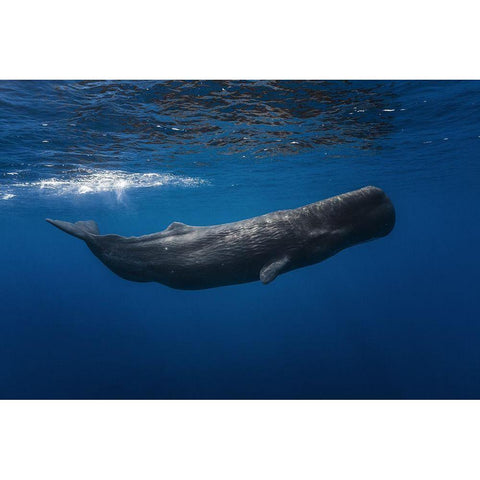 Sperm Whale Black Modern Wood Framed Art Print by Gabriel, Barathieu