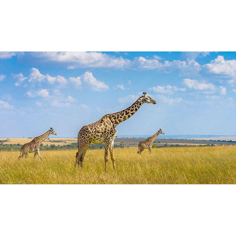 Trio Giraffes Gold Ornate Wood Framed Art Print with Double Matting by Alfraid, Husain