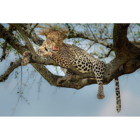 How Tasty You Are! White Modern Wood Framed Art Print by Nadoum, Khaleel