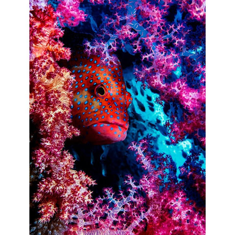 Coral Hind Black Modern Wood Framed Art Print by Barchana, Dani