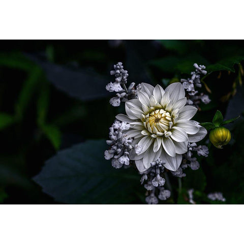 Dahlia Flower Black Modern Wood Framed Art Print with Double Matting by Olsson, Ronny