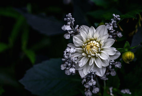 Dahlia Flower White Modern Wood Framed Art Print with Double Matting by Olsson, Ronny