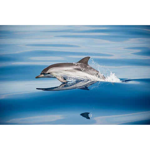 Striped Dolphin Black Modern Wood Framed Art Print by Ugo, Mirko