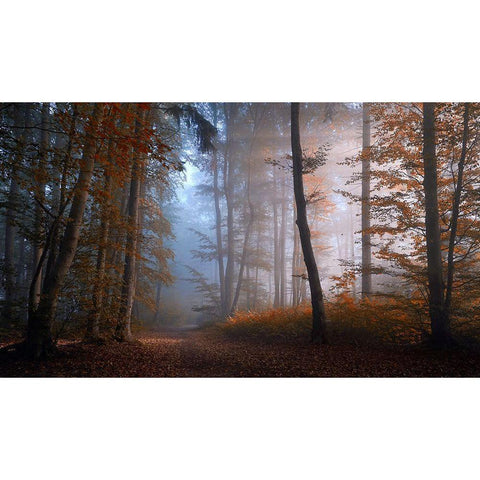 Autumn Colors Black Modern Wood Framed Art Print with Double Matting by Maier, Norbert