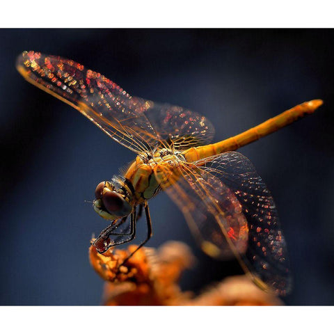 A Midsummer Nights Dream... White Modern Wood Framed Art Print by Dufour, Thierry