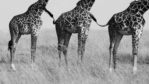 Wild Connection White Modern Wood Framed Art Print with Double Matting by Alnaser, Mohammed