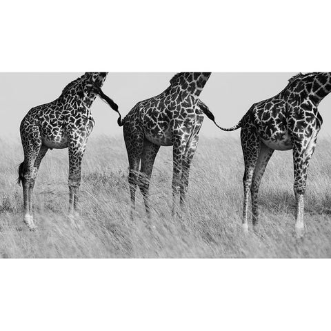 Wild Connection Black Modern Wood Framed Art Print by Alnaser, Mohammed