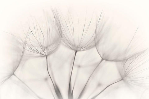 No Title White Modern Wood Framed Art Print with Double Matting by Arnholtz, Jakob