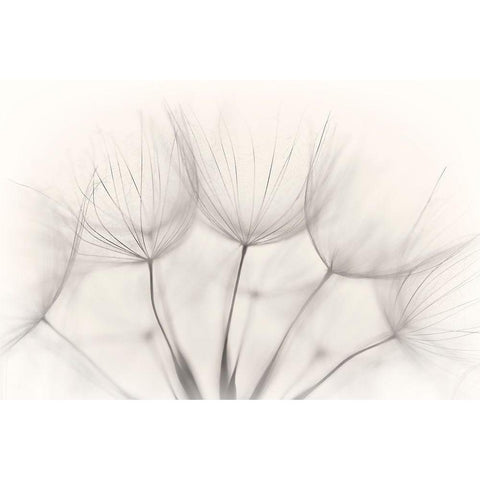 No Title Black Modern Wood Framed Art Print with Double Matting by Arnholtz, Jakob