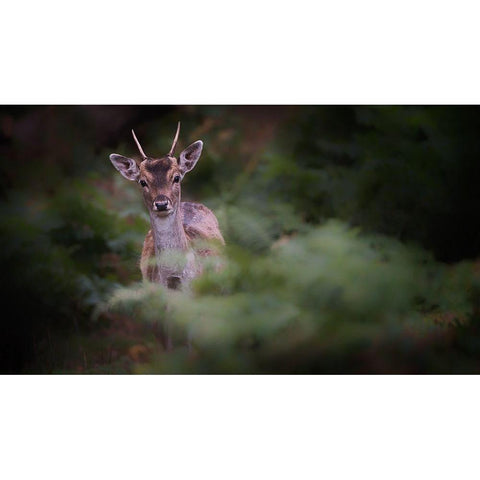 Young Fallow Deer Black Modern Wood Framed Art Print with Double Matting by Deakin, Karen