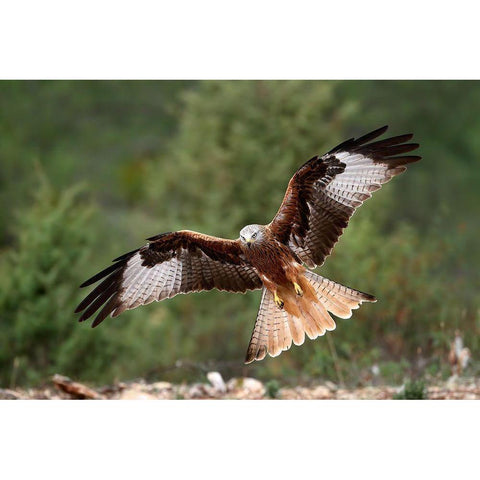 The Wings Of The Red Kite Black Modern Wood Framed Art Print with Double Matting by Merino, Nicolas