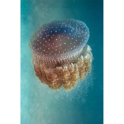 Jellyfish - Phylorhiza Punctata White Modern Wood Framed Art Print by Halevy, Yaron