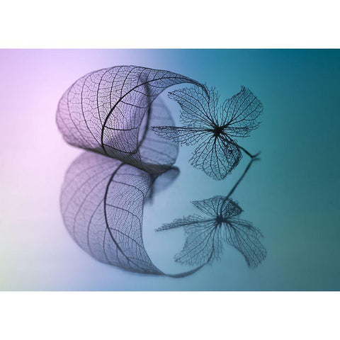 Story Of Leaf And Flower Black Modern Wood Framed Art Print with Double Matting by Kowatari, Shihya