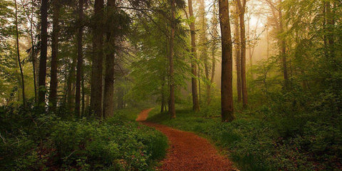 The Red Path. Black Ornate Wood Framed Art Print with Double Matting by Londal, Leif