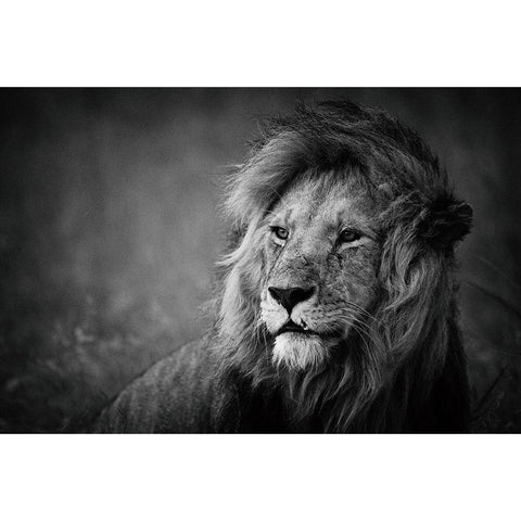 Regal Black Modern Wood Framed Art Print by Alnaser, Mohammed