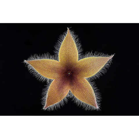 Stapelia Grandiflora Gold Ornate Wood Framed Art Print with Double Matting by Mozqueda, Victor