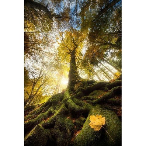 The Goodbye Of A Leaf Black Modern Wood Framed Art Print with Double Matting by Ghizzi Panizza, Alberto