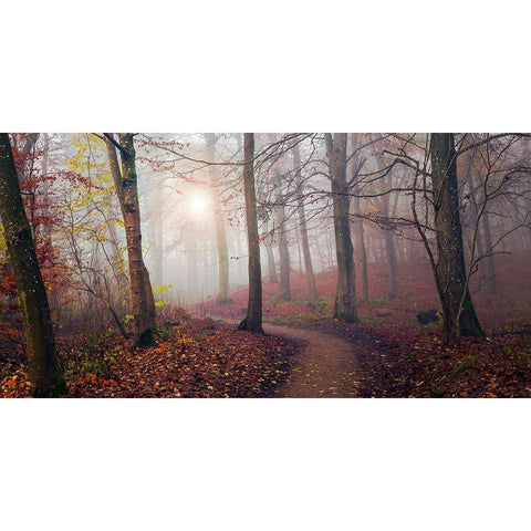 Autumn Sun. White Modern Wood Framed Art Print by Londal, Leif