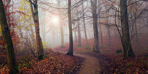 Autumn Sun. Black Ornate Wood Framed Art Print with Double Matting by Londal, Leif