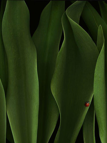 Coccinelle Black Ornate Wood Framed Art Print with Double Matting by Hummel, Jeffrey