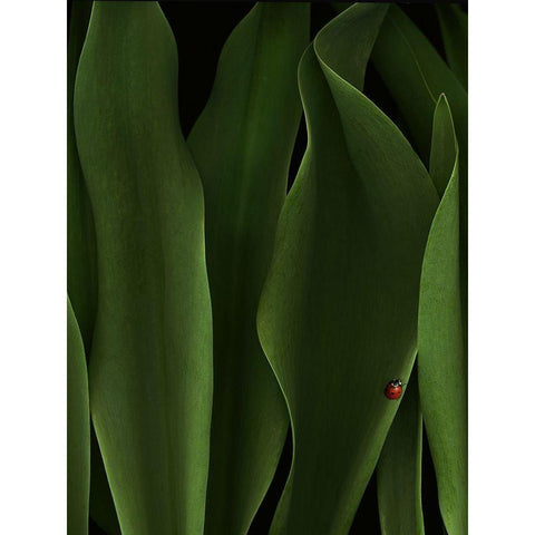 Coccinelle White Modern Wood Framed Art Print by Hummel, Jeffrey