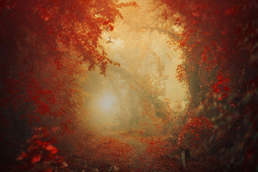 Image Only