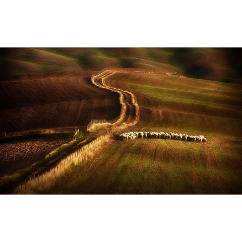Crossing The Fields White Modern Wood Framed Art Print by Svoboda Mqep, Peter