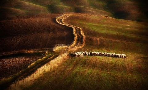 Crossing The Fields White Modern Wood Framed Art Print with Double Matting by Svoboda Mqep, Peter