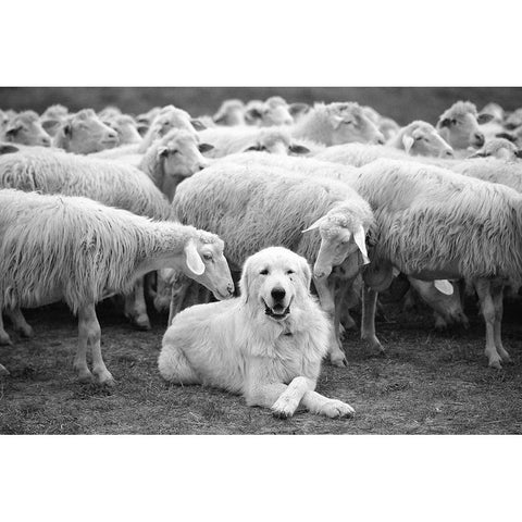 The Boss Black Modern Wood Framed Art Print by Constantin, Lucian