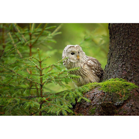 Ural Owl White Modern Wood Framed Art Print by Zygmunt, Milan