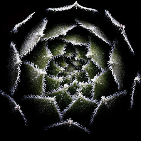 Sempervivum Rosette Black Modern Wood Framed Art Print with Double Matting by Mozqueda, Victor