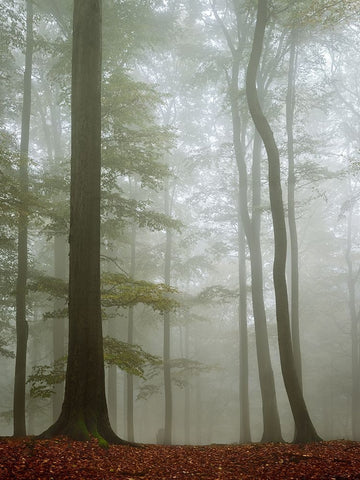 Visible Invisibility Black Ornate Wood Framed Art Print with Double Matting by Stekl, Jiri