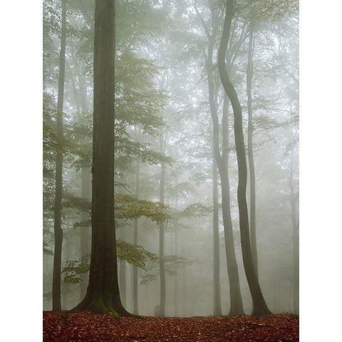 Visible Invisibility White Modern Wood Framed Art Print by Stekl, Jiri